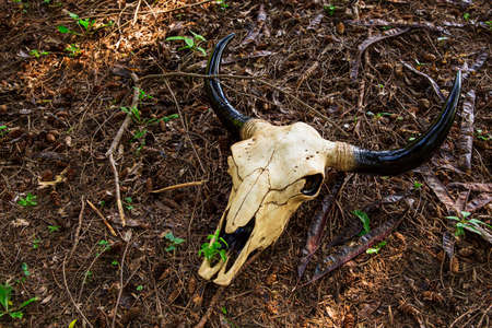 Cow skull laying on top of dried vegetationの写真素材