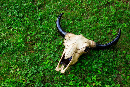 decorative cow skull laying on top of green grassの写真素材
