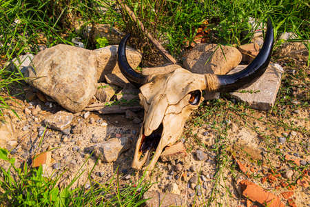 Bull skull resting in between rocksの写真素材