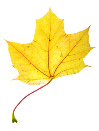 Maple leaf turned completely yellow from the fall changeの写真素材