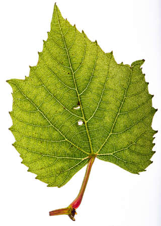 Isolated vine leaf, backlight to enable to see all the small detailsの写真素材