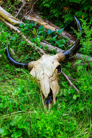 Decorative bull skull laying on green grassの写真素材