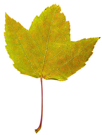 Close up of an isolated maple leaf showing all the detail of the leafの写真素材