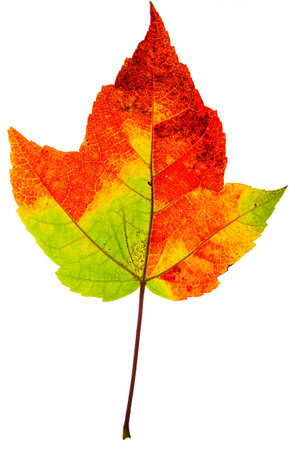 Maple leaf turning from green to red from the change of seasonの写真素材