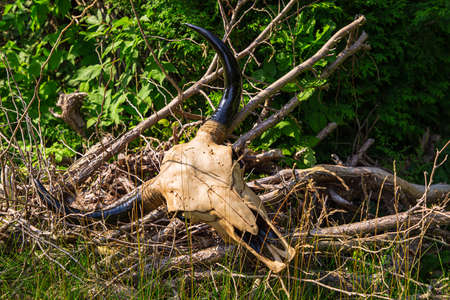 decorative bull skull laying on the of dead branchesの写真素材