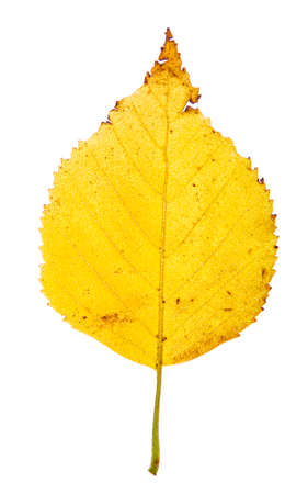 Isolated yellow birch leave with broken pieces and brown tipの写真素材