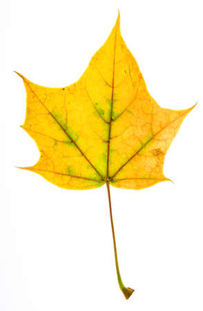 Isolated yellow leaf with a little bit of green around it's veinsの写真素材