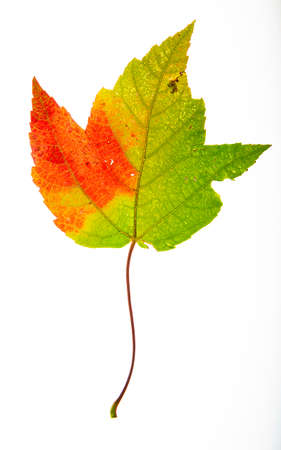 Isolated colored leaf going from red to greenの写真素材