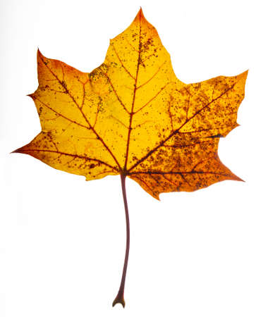 Isolated maple leaf, colored yellow with brown spotの写真素材