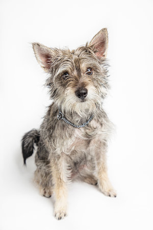 Minature schnauzer mixte, isolated on a white backgroundの写真素材