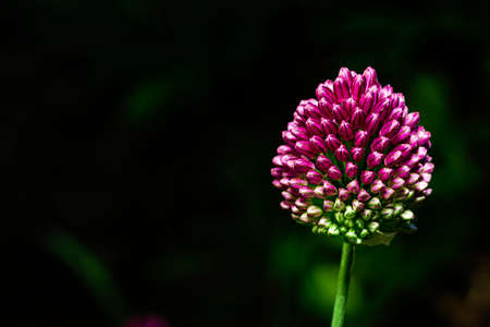 Micro shot of a Round-headed leekの写真素材