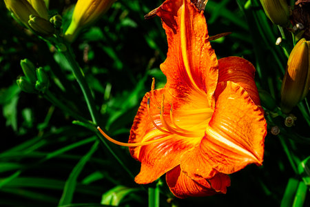 close-up side view of an orange day-lilyの写真素材