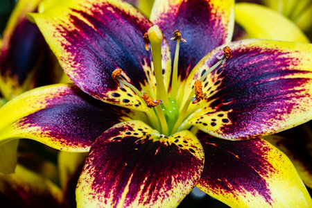 Close up of a bi-colored easy dance lilyの写真素材