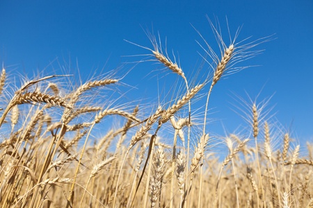 agricultureの写真素材