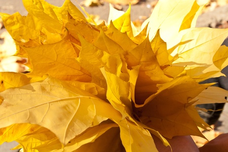 Yellow leavesの写真素材