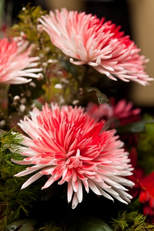 chrysanthemumsの写真素材