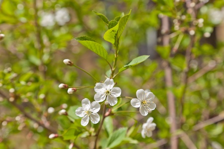 Blossoming cherry