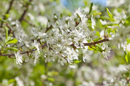 Cherry flowers