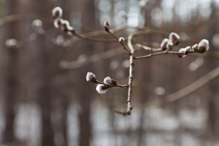 Willow branchの写真素材