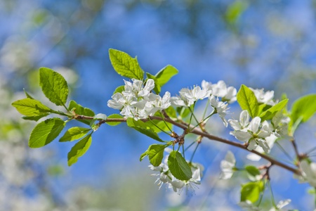 Blossoming cherry and the dark blue skyの写真素材