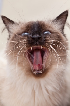 Portrait of a cat close upの写真素材