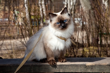 Cat in the streetの写真素材