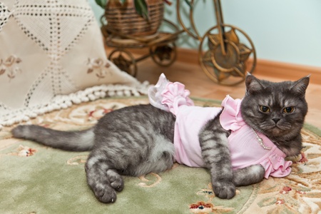 Kitty in a pink dressの写真素材