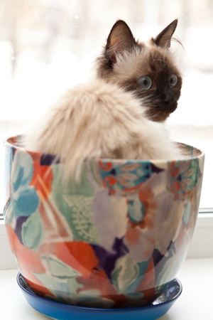 Kitty in a flowerpotの写真素材