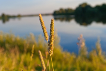 Evening landscape