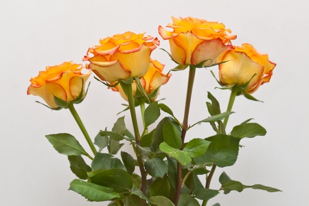 Bouquet of yellow rosesの写真素材
