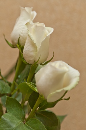 Bouquet of white rosesの写真素材