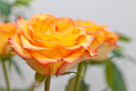 Bouquet of yellow rosesの写真素材