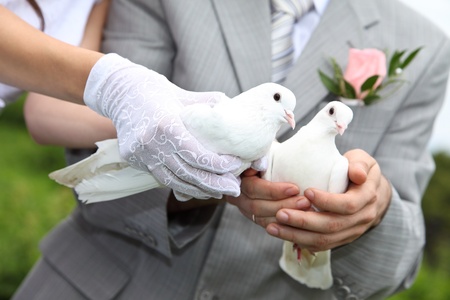 Pigeons in hands of a newly-married coupleの写真素材