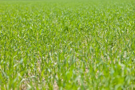 Green grassの写真素材