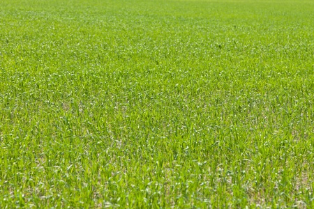 Green grassの写真素材