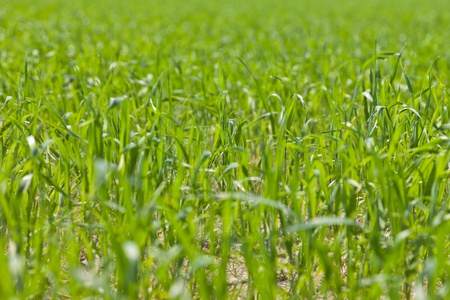 Green grassの写真素材