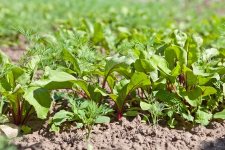 Beet in a kitchen gardenの写真素材