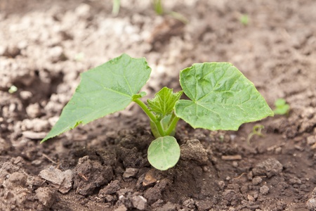 Cucumber in a kitchen gardenの写真素材