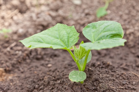 Cucumber in a kitchen gardenの写真素材