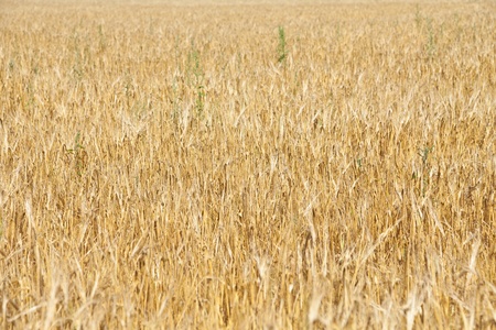 Agricultureの写真素材