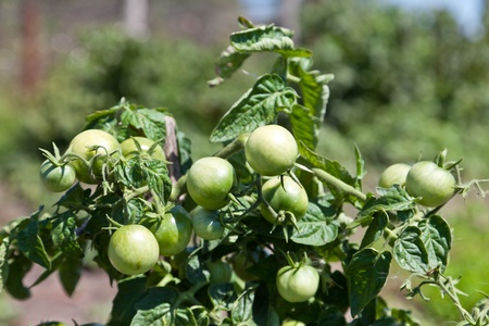 Tomatoes on a branch in a kitchen gardenの写真素材