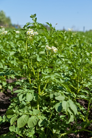 Blossoming potato in a kitchen gardenの写真素材