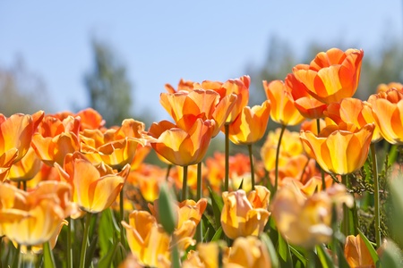 Yellow tulips and the dark blue skyの写真素材