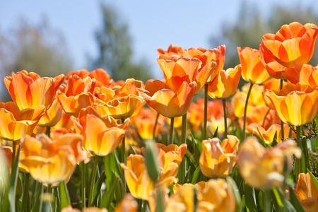 Yellow tulips and the dark blue skyの写真素材