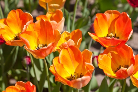 Yellow tulipsの写真素材