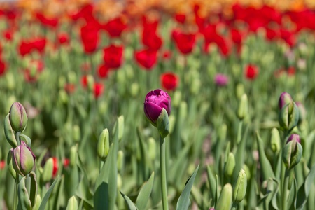 Violet bud of a tulipの写真素材