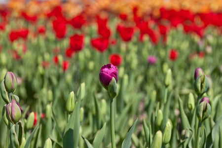 Violet bud of a tulip