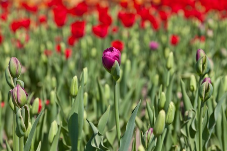 Violet bud of a tulipの写真素材