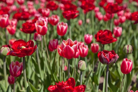 Red and pink tulipsの写真素材