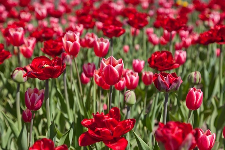 Red and pink tulipsの写真素材